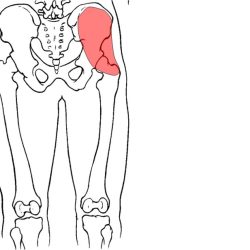 Hip flexors joint flexibility musculos routine containing explanations exercise along follow plus each before