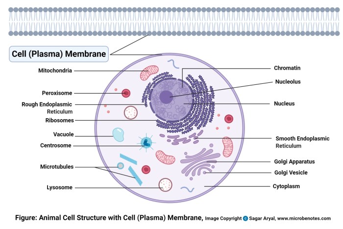 The cell membrane worksheet answers