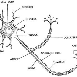 Draw a typical multipolar neuron in the space below